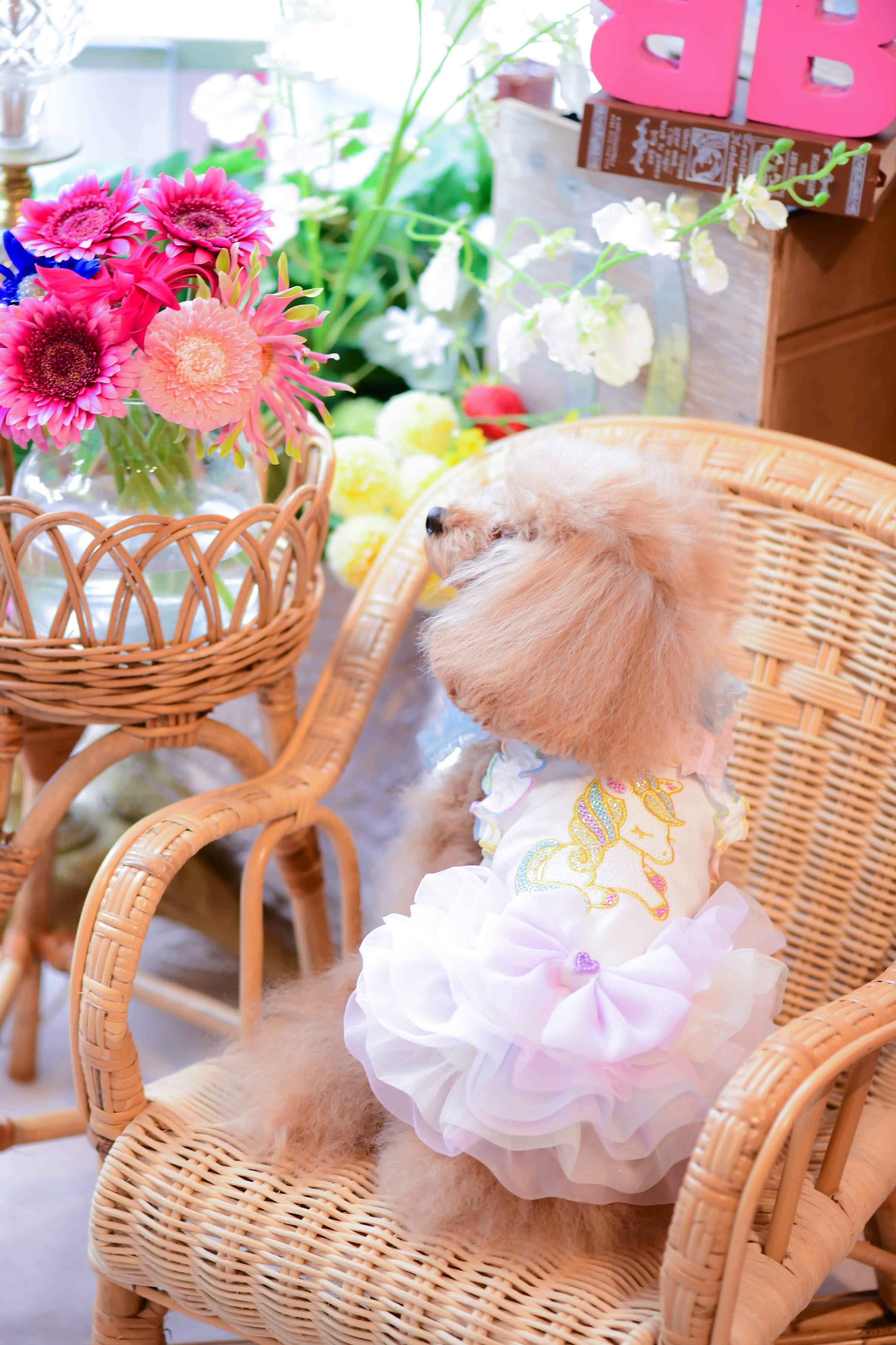 THICC 【新品】人気色！希少！ユニコーンカラーファーブルゾン♡ 21GD-030-2 COOL ユニコーンO/P｜ドッグブティック・ブルブブ