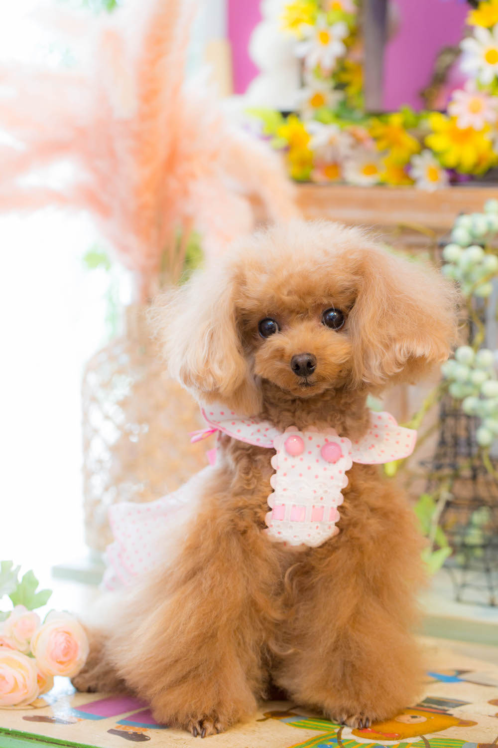ブルブブ　ワンピース　XS ブルブブ BUL BU-BU くまうさワンピース XXS/XS 小型犬 犬服