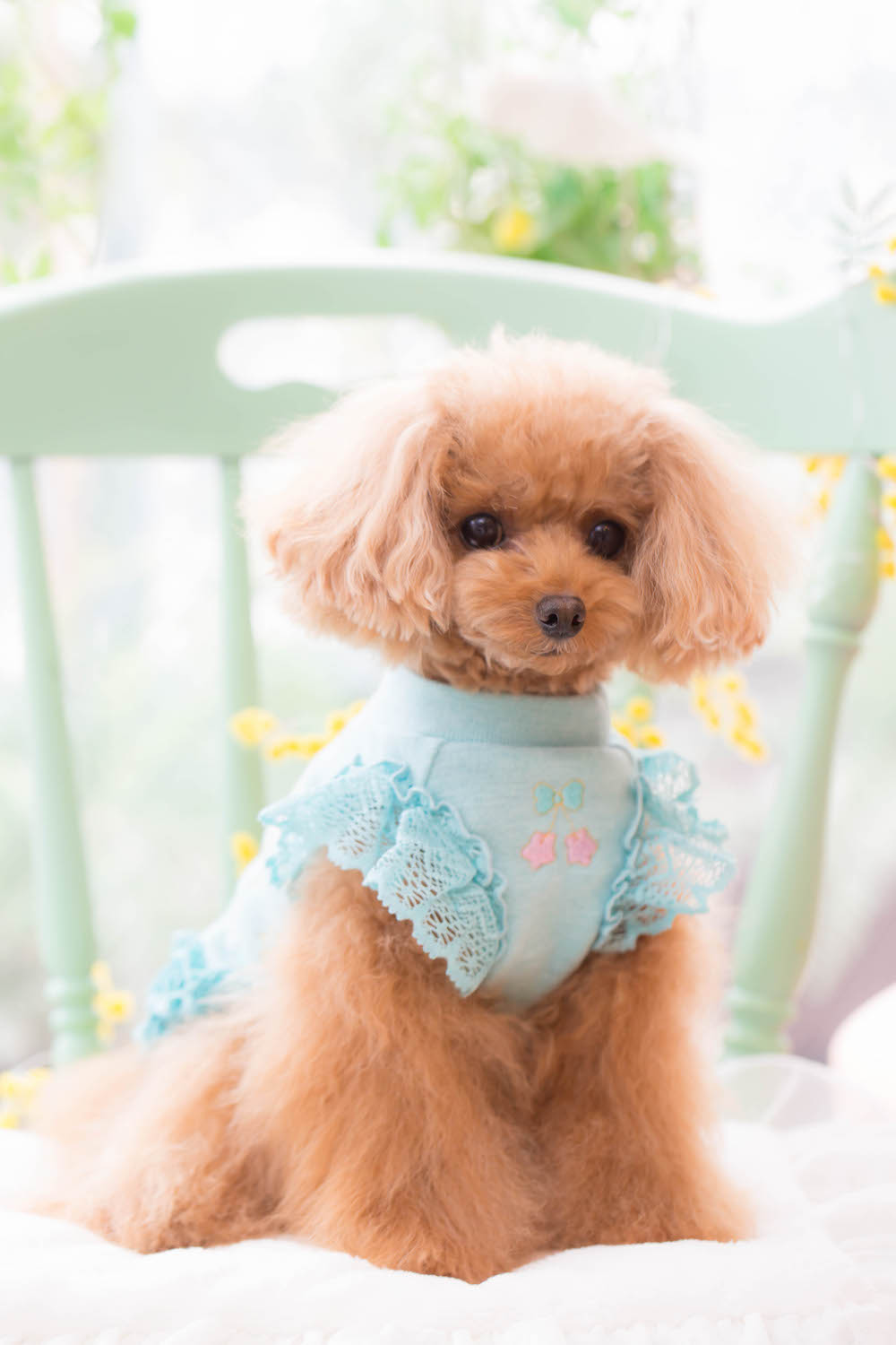 23GC-026 WONDERLAND Cami｜ドッグブティック・ブルブブ