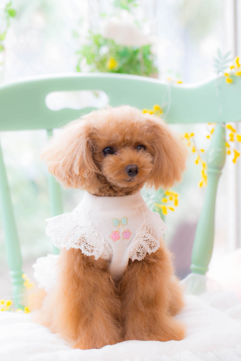 23GC-026 WONDERLAND Cami｜ドッグブティック・ブルブブ