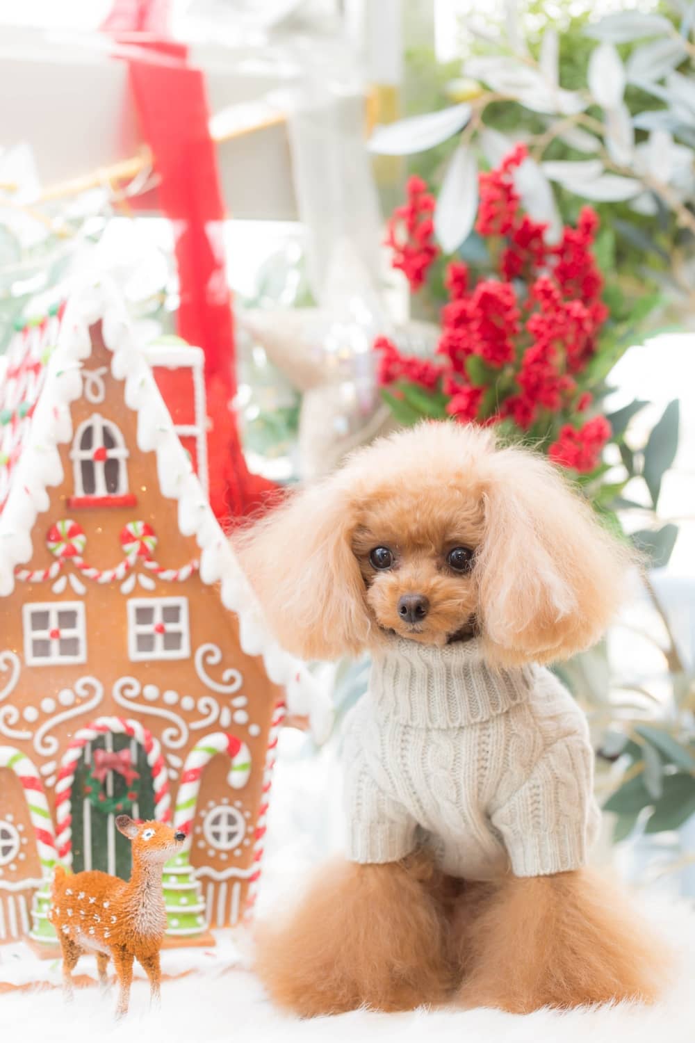 イットドック itdogs ニット レア パピリーヒルズ パピリーヒルズ/2024Angeコラボ/ピエロT | dog select shop Ange