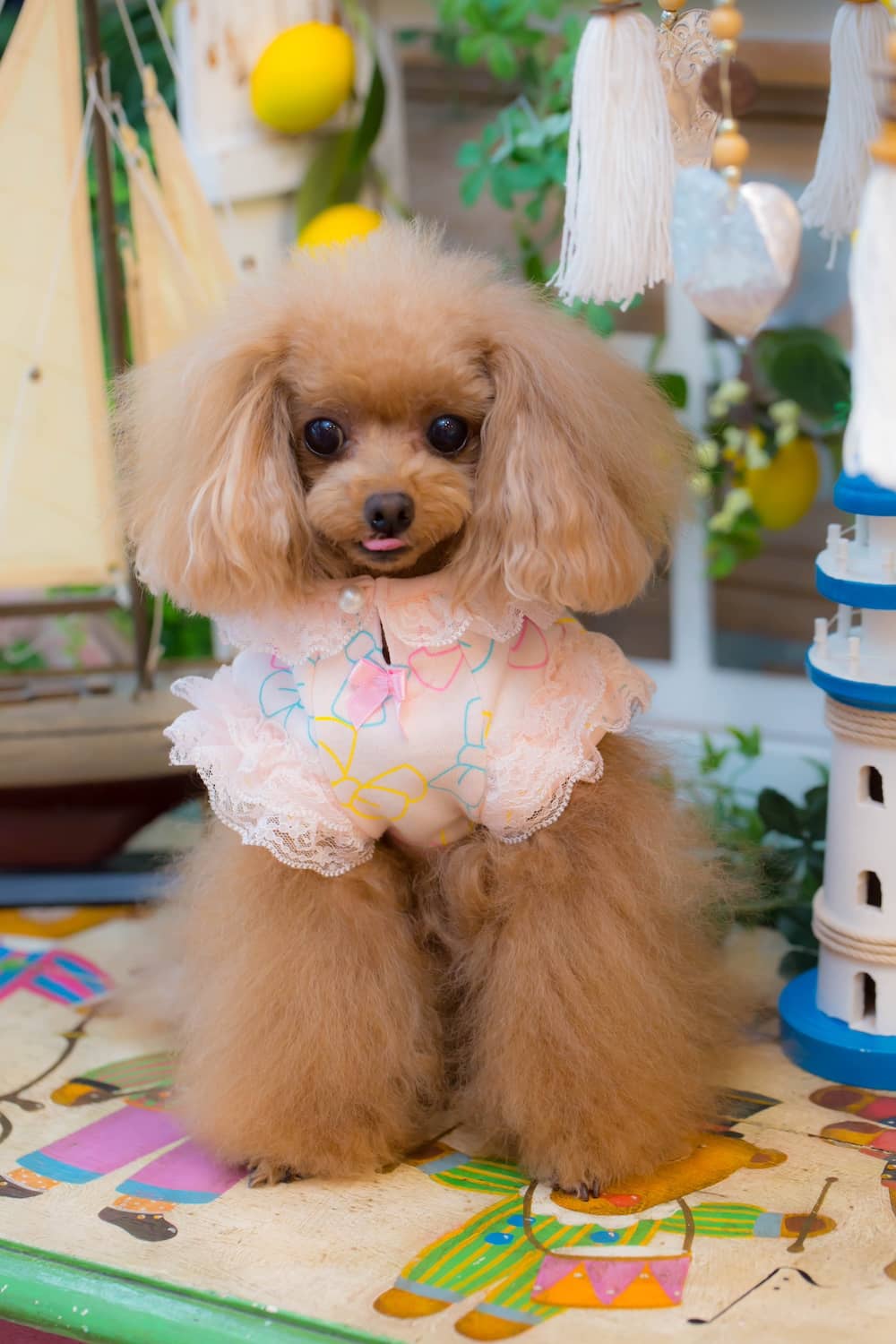 24GC-030 Cute Ribbon French Tee｜ドッグブティック・ブルブブ