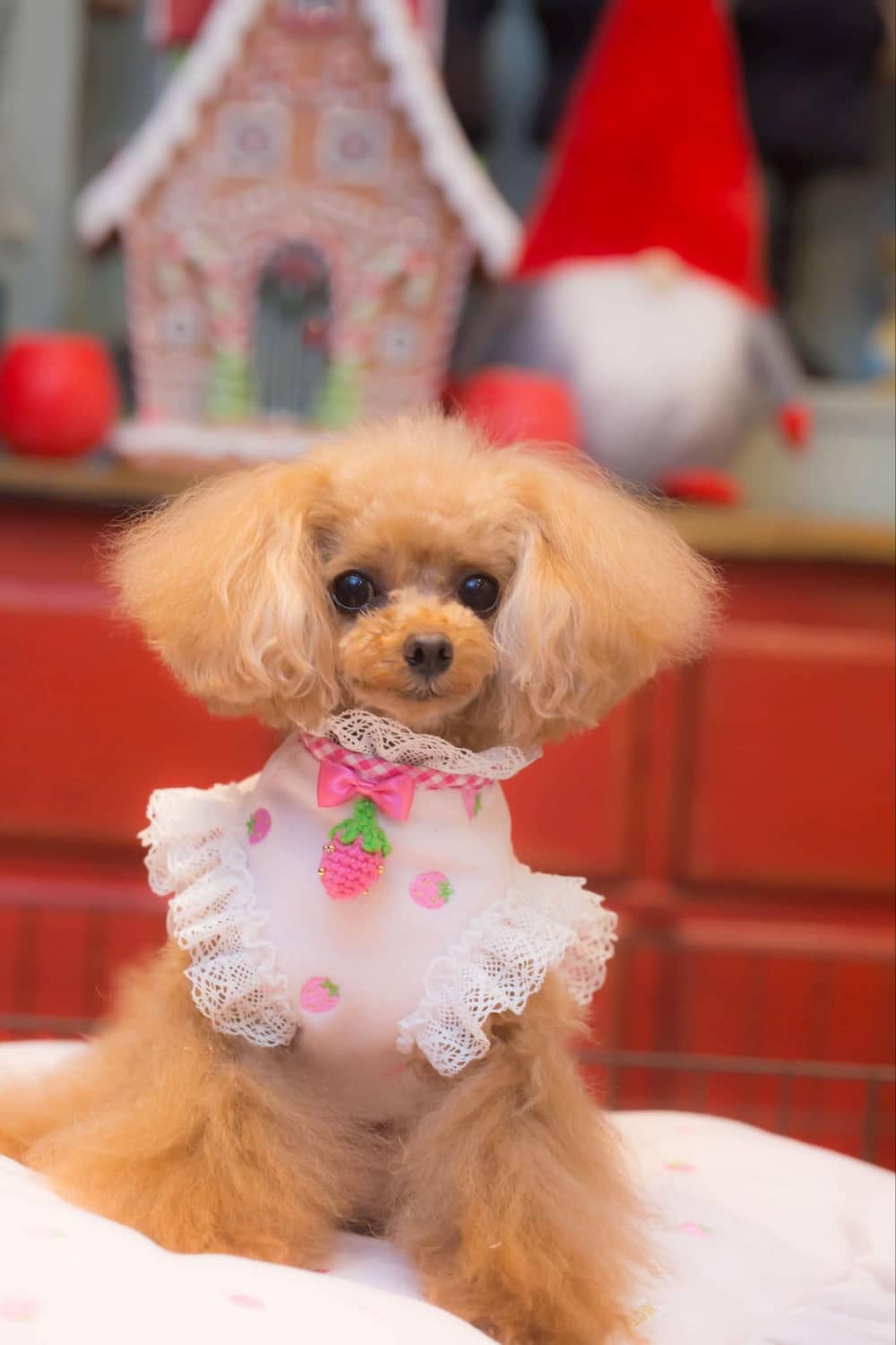 24GC-034 いちごボレロ｜ドッグブティック・ブルブブ