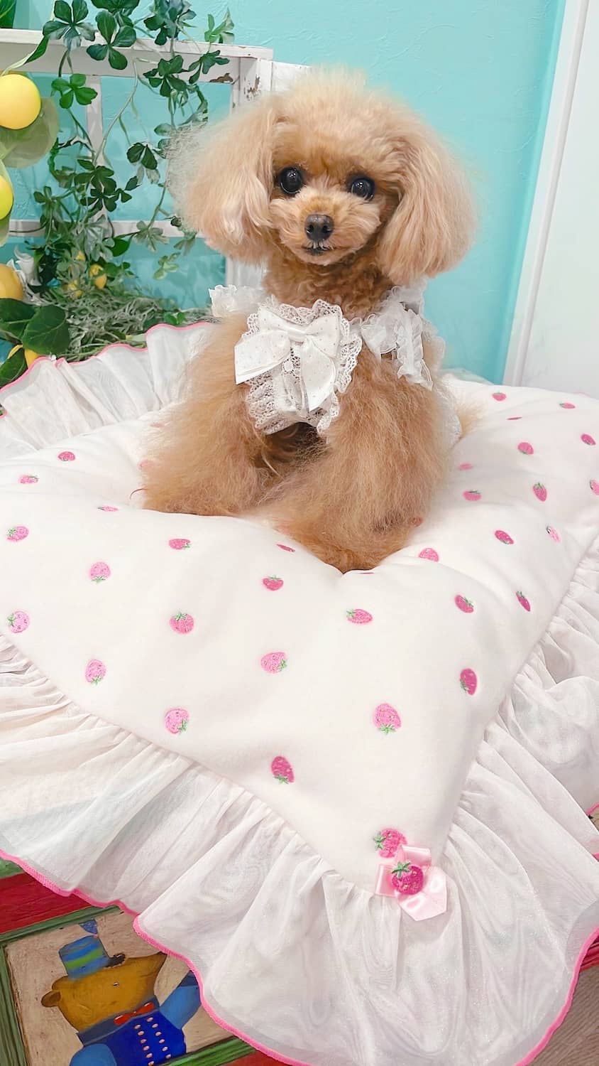 mignon works イチゴ マット mignon works イチゴ マット Amazon.co.jp: MIGNON WORKS mignon