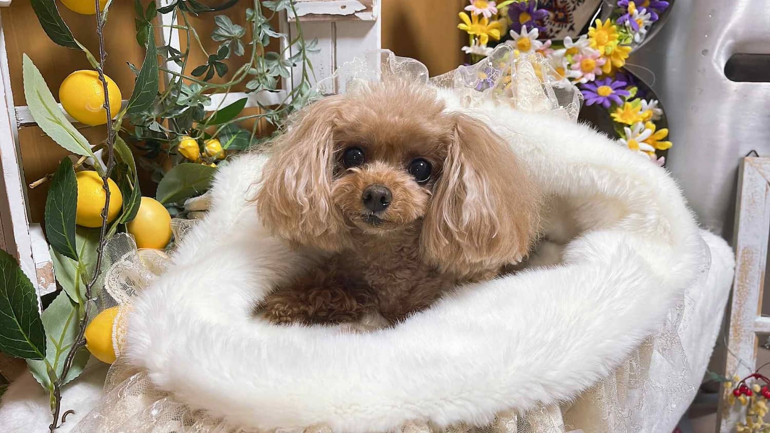 25BED-001 Leopard Bed｜ドッグブティック・ブルブブ