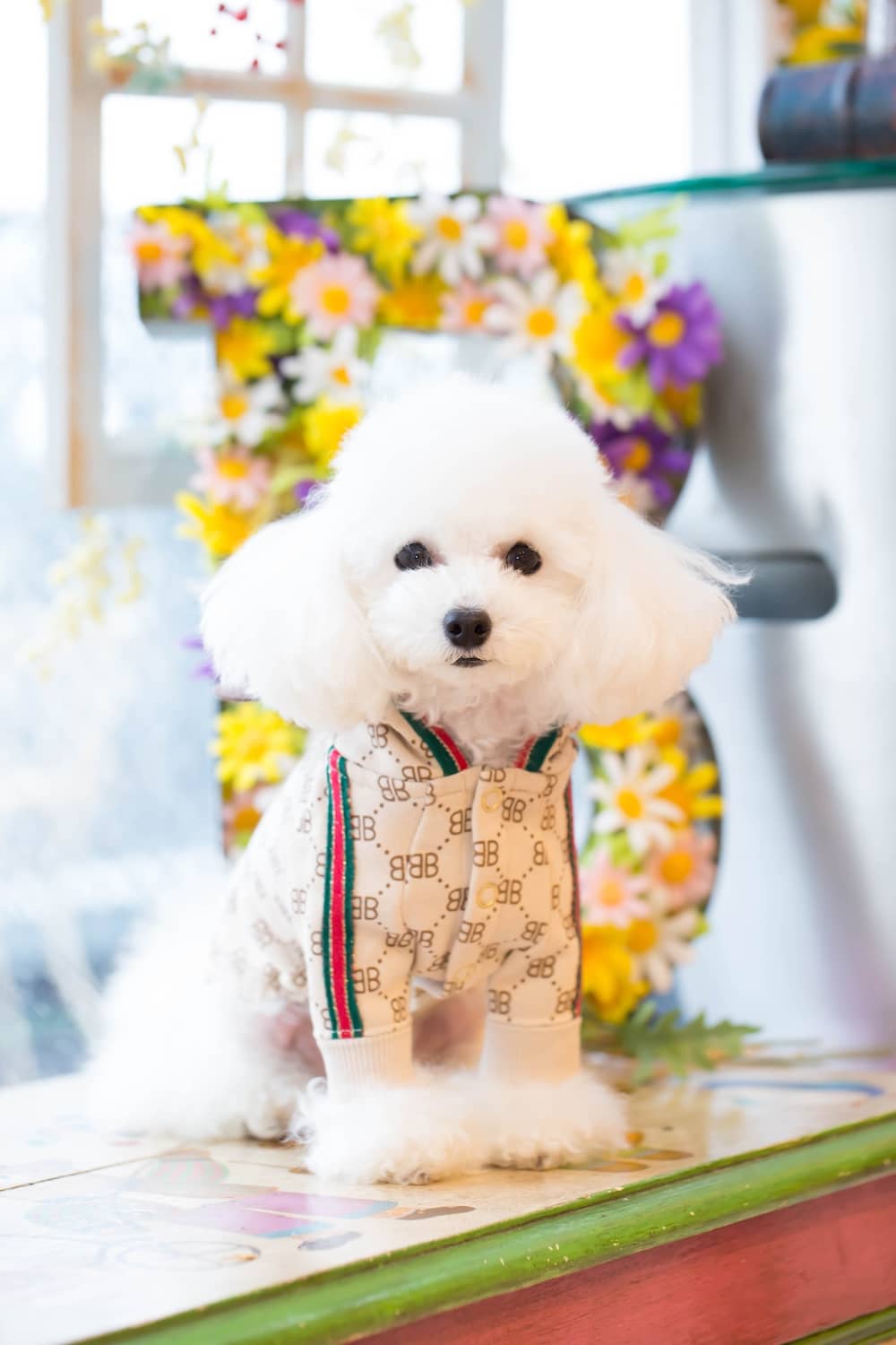 25GC-024 モノグラム くまちゃん前あきP/K｜ドッグブティック