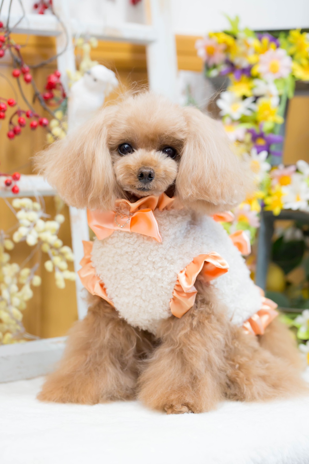 予約】25GC-036 Ribbon ファーベスト｜ドッグブティック・ブルブブ